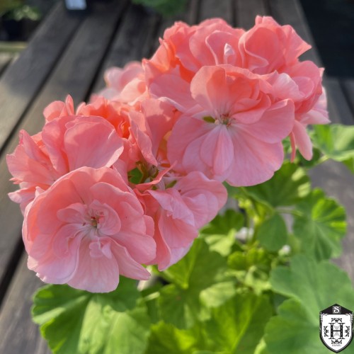 Pelargonium 'Antic Peach' - Pelargoon 'Antic Peach' P9/0,55L